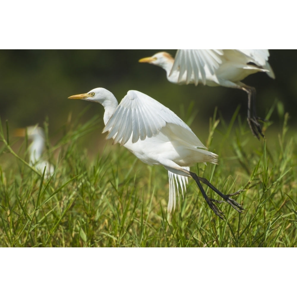 Egrets taking flight Liwonde National Park; Malawi Poster Print Image 2