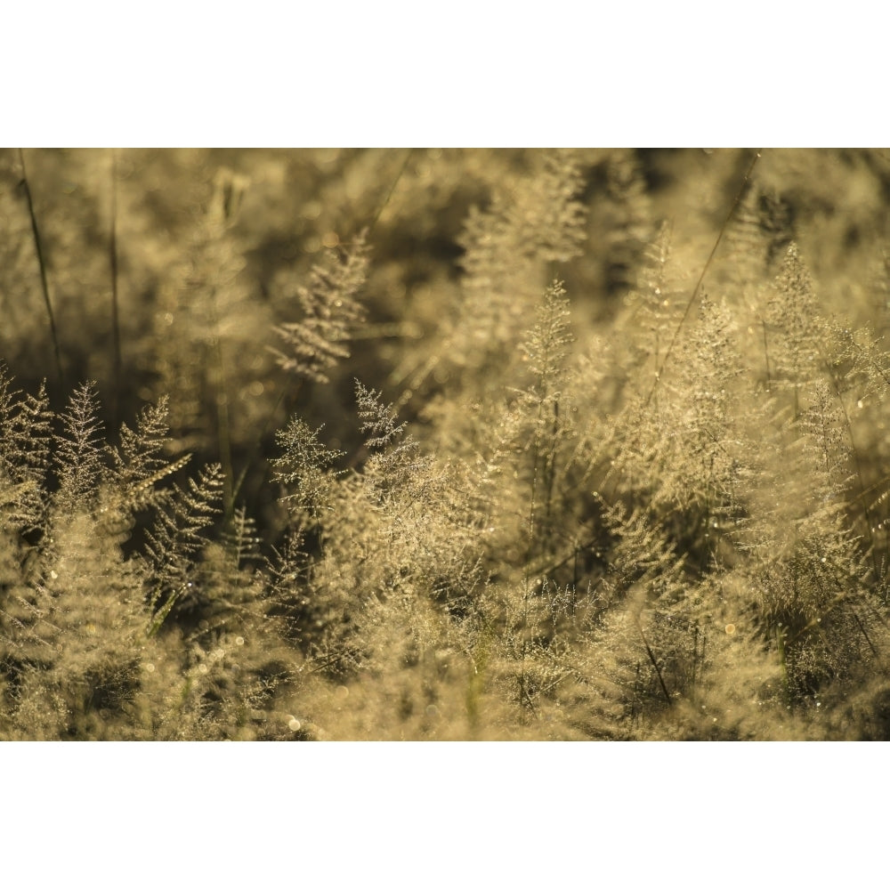 Grass with dew on it at dawn Liwonde National Park; Malawi Poster Print Image 1