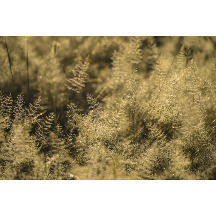 Grass with dew on it at dawn Liwonde National Park; Malawi Poster Print Image 2