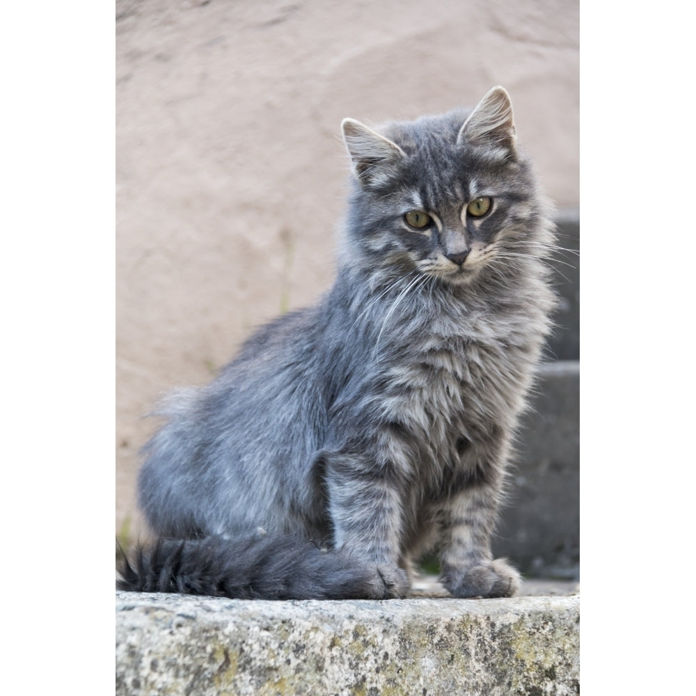 Portrait of a grey cat stands on a step; Paphos Cyprus Poster Print Image 2