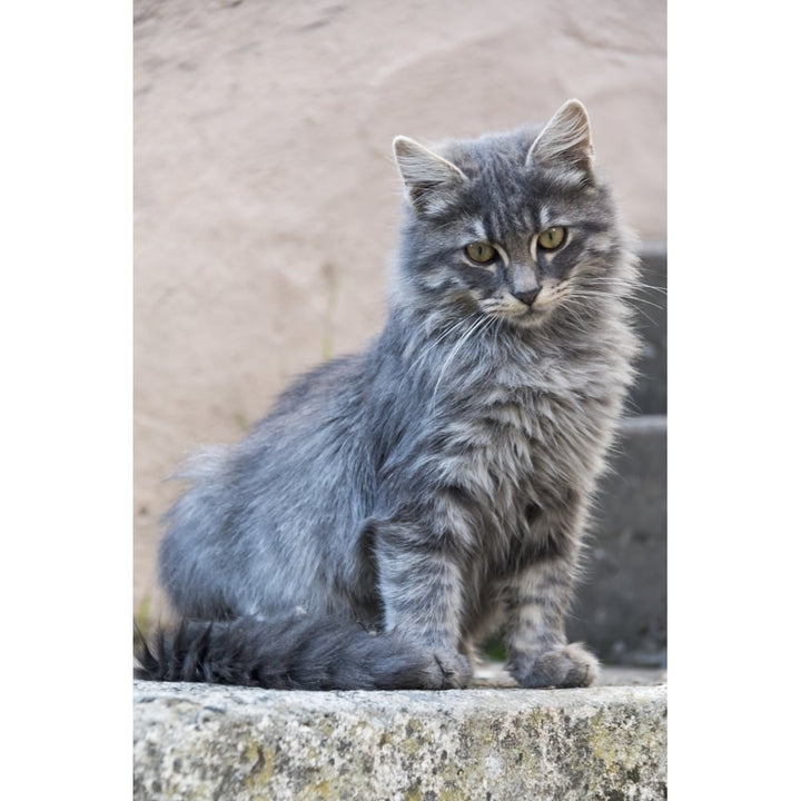 Portrait of a grey cat stands on a step; Paphos Cyprus Poster Print Image 1