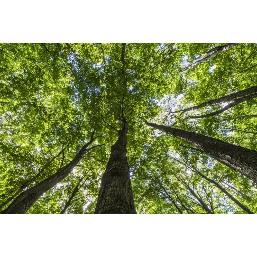 Looking up into the canopy of deciduous trees in an Ontario forest; Strathroy Ontario Canada Poster Print Image 2