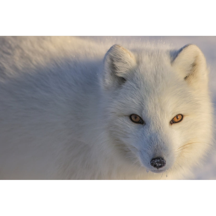 Arctic fox staring at photographer; Churchill Manitoba Canada Poster Print Image 1