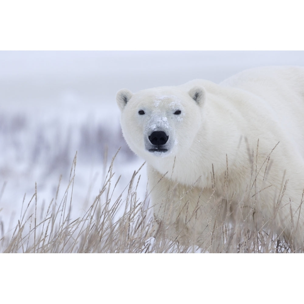 Polar bear walking through the snow and blizzard near Churchill; Manitoba Canada Print Image 2