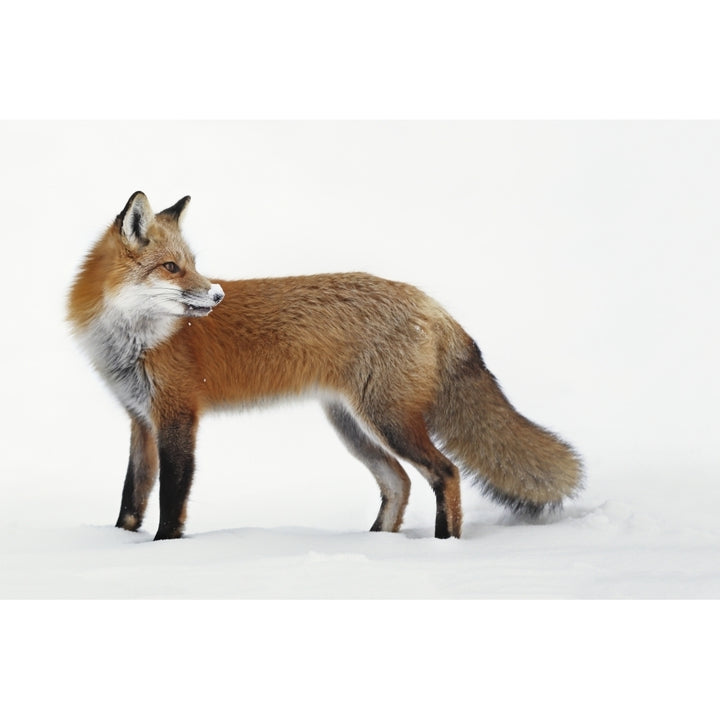 Fox in the snow; Montreal Quebec Canada Poster Print Image 1