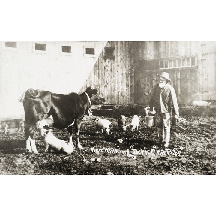 Historic photograph of piglet nursing from cow from 19th century. Poster Print Image 1