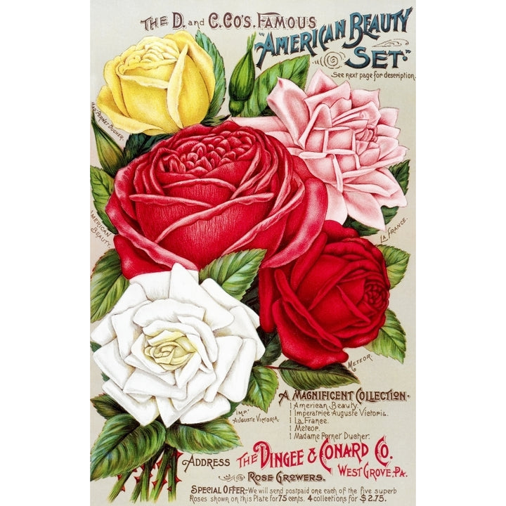 Dingee and Conard Co. rose bulb and seed catalog from 19th century. Poster Print Image 1