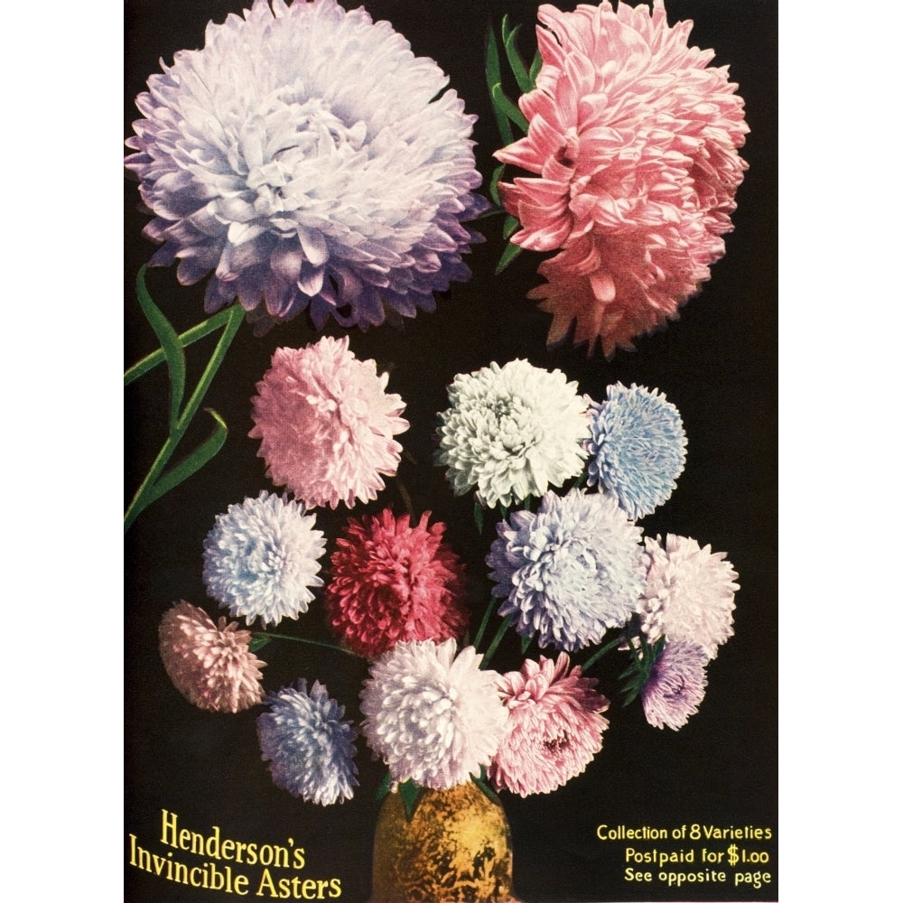 Historic illustration of Hendersons Aster flowers from seed catalog from the 20th century. Poster Print Image 1