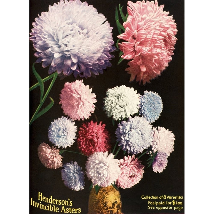 Historic illustration of Hendersons Aster flowers from seed catalog from the 20th century. Poster Print Image 1