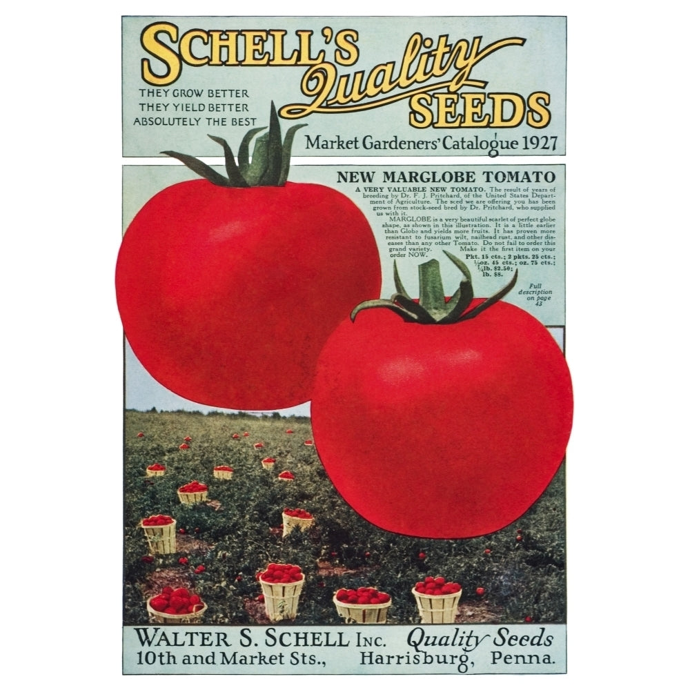 Historic Schells seed catalog with illustration of Marglobe tomato from 20th century. Poster Print Image 1