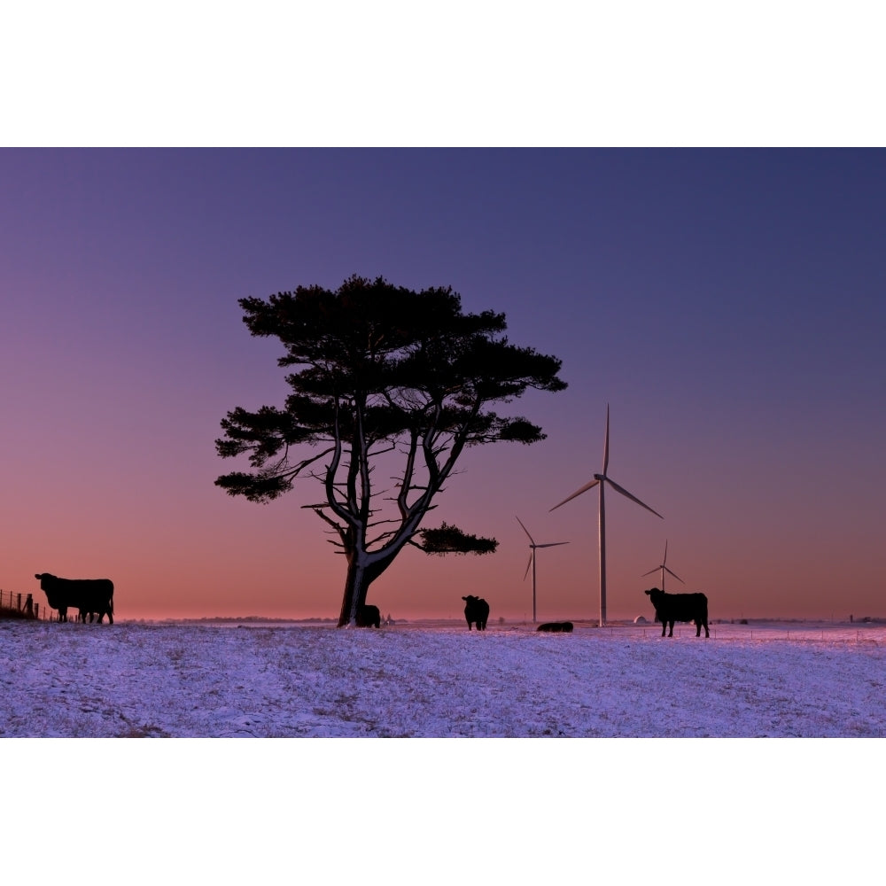 Cattle standing in a field at sunrise with wind turbines in the background near Edgewood; Iowa United States of Americ 1 Image 2