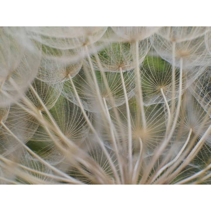 Close up of Yellow Goatsbeard a plant that looks like a giant dandelion head when it goes to seed; Capanuccia Florence 1 Image 1