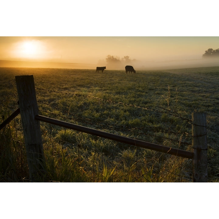 Two cows grazing in a pasture on a foggy summer morning; Iowa United States of America Poster Print Image 1