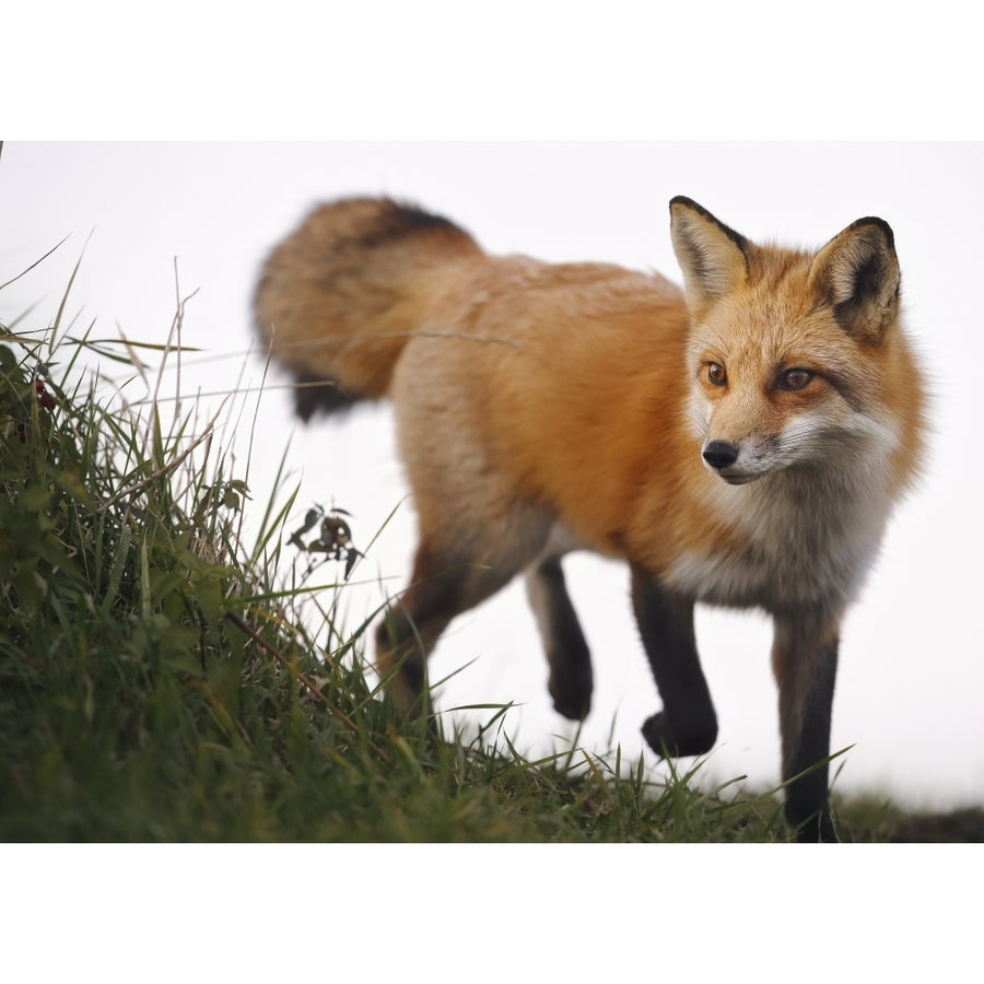 Red fox ; Montreal Quebec Canada Poster Print Image 1