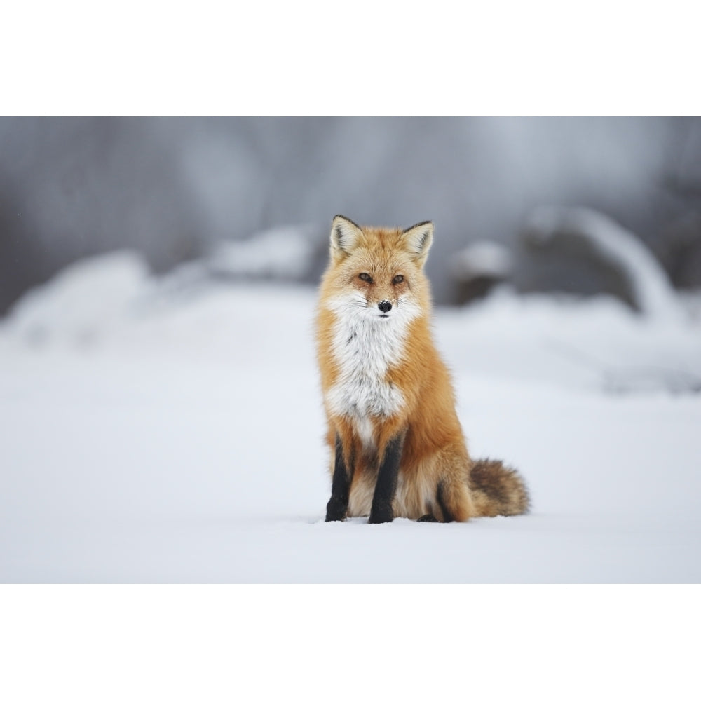 Male red fox sitting in the snow in winter; Montreal Quebec Canada Poster Print Image 1