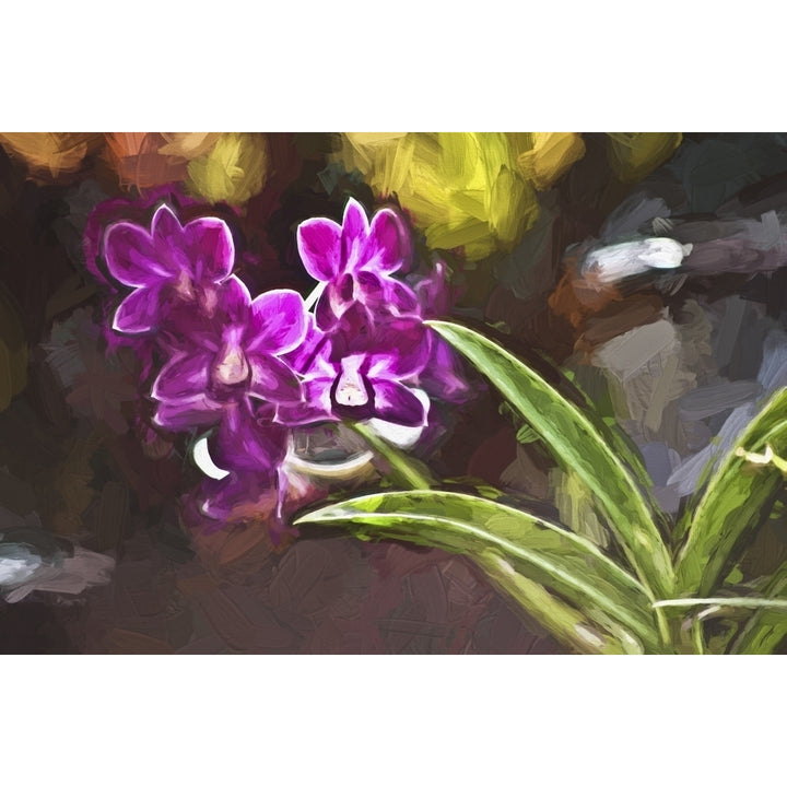 Purple vanda orchid; Honolulu Oahu Hawaii United States of America Poster Print Image 2