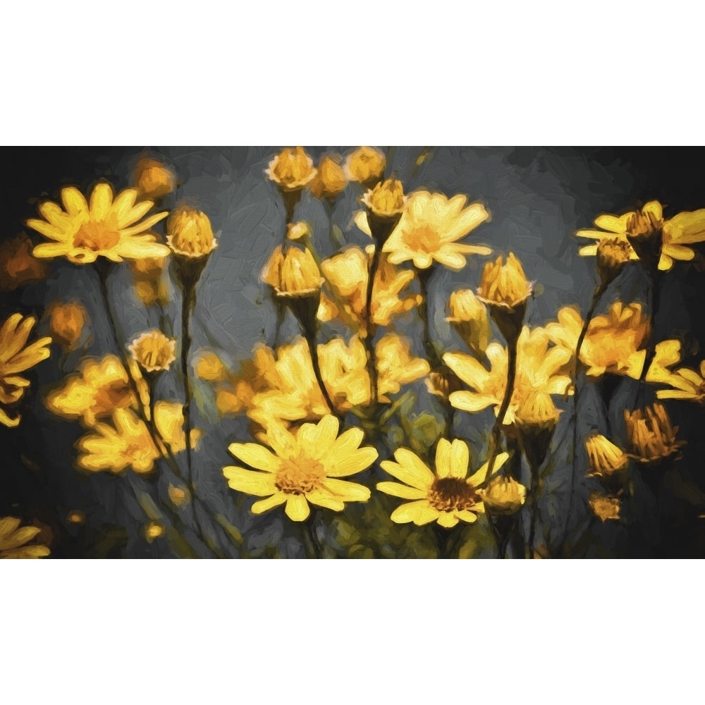 Field of yellow daisies; Honolulu Oahu Hawaii United States of America Poster Print Image 1