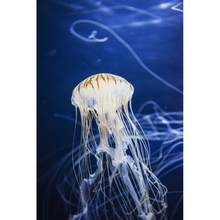 Jellyfish at the Aquarium of the Bay; San Francisco California United States of America Poster Print Image 1