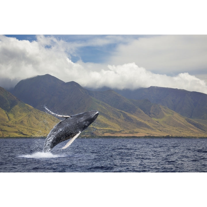 A breaching humpback whale off the West side of the island of Maui; Maui Hawaii United States of America Image 1