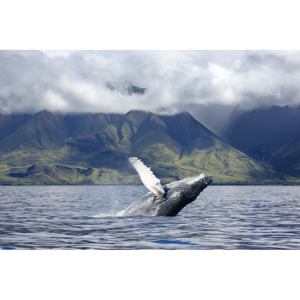 A humpback whale breaches off the coast of West Maui; Maui Hawaii United States of America Image 1