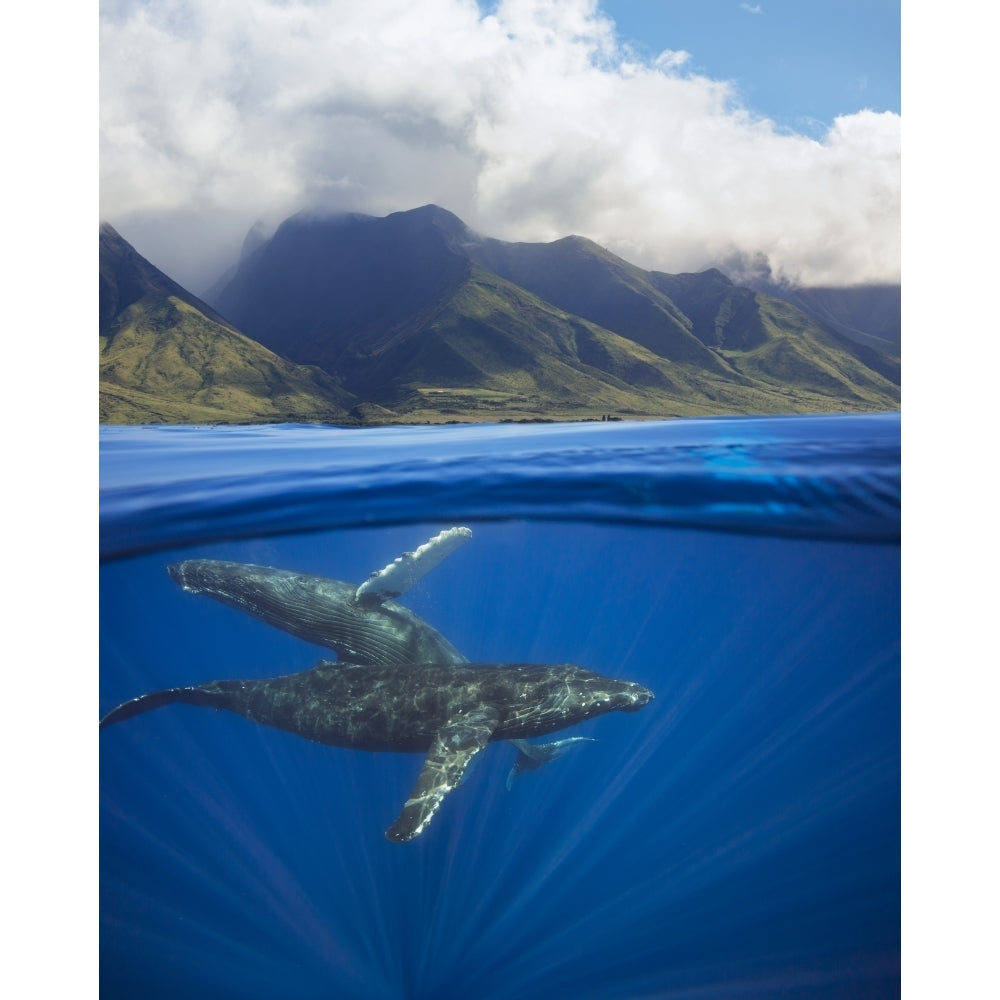 A split image of a pair of humpback whales underwater Image 1