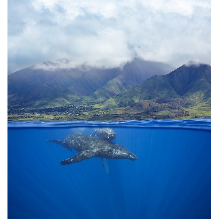 A split image of a pair of humpback whales underwater in front of the West Maui Mountains just south of Lahaina; Maui H Image 1