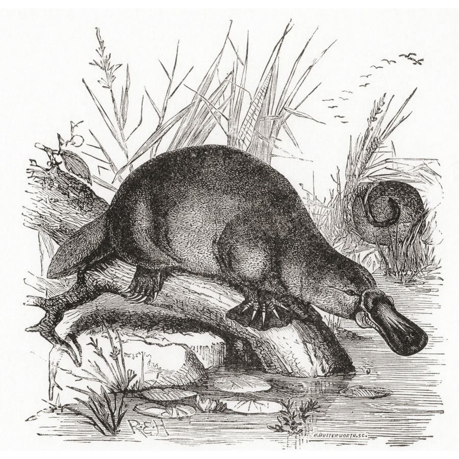 A Duckbilled Platypus Ornithorhynchus Anatinus. From Life By Sir Arthur E. Shipley Published 1923. by Ken Welsh / Design Image 1