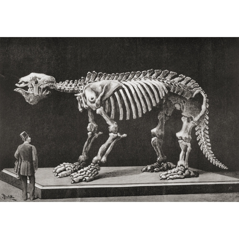 Skeleton Of A Megatherium On Display In The Natural Sciences Museum Madrid In 1892. Megatherium Americanum Was A Genus Image 1