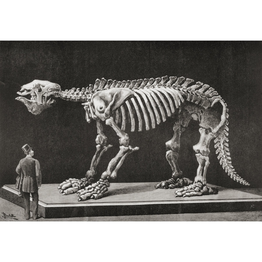 Skeleton Of A Megatherium On Display In The Natural Sciences Museum Madrid In 1892. Megatherium Americanum Was A Genus Image 1