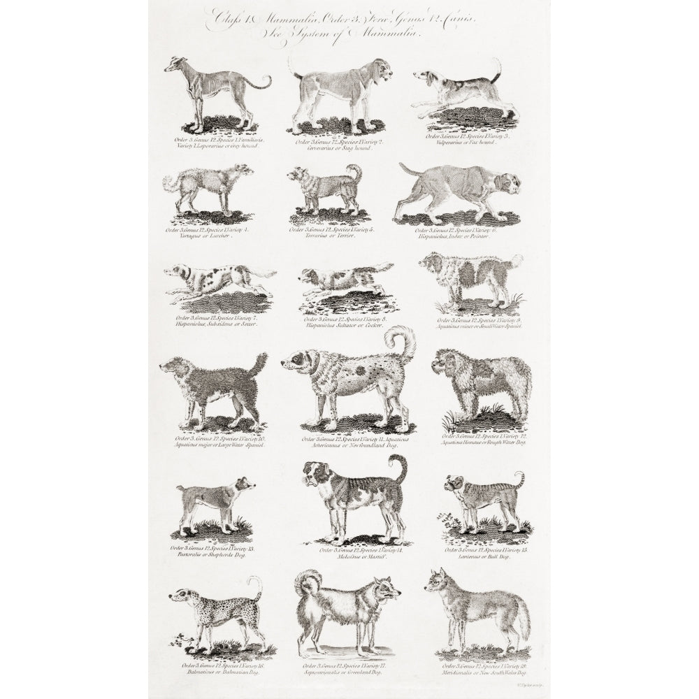 Different Breeds Of Dogs. From An 18th Century Print by Ken Welsh / Design Pics Image 1