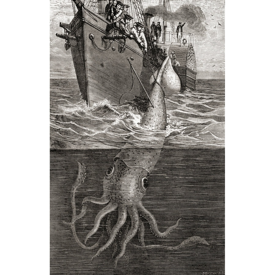 A Giant Squid Architeuthis Architeuthidae Hooked By The French Gunboat Alecton In 1861. by Ken Welsh / Design Pics Image 1