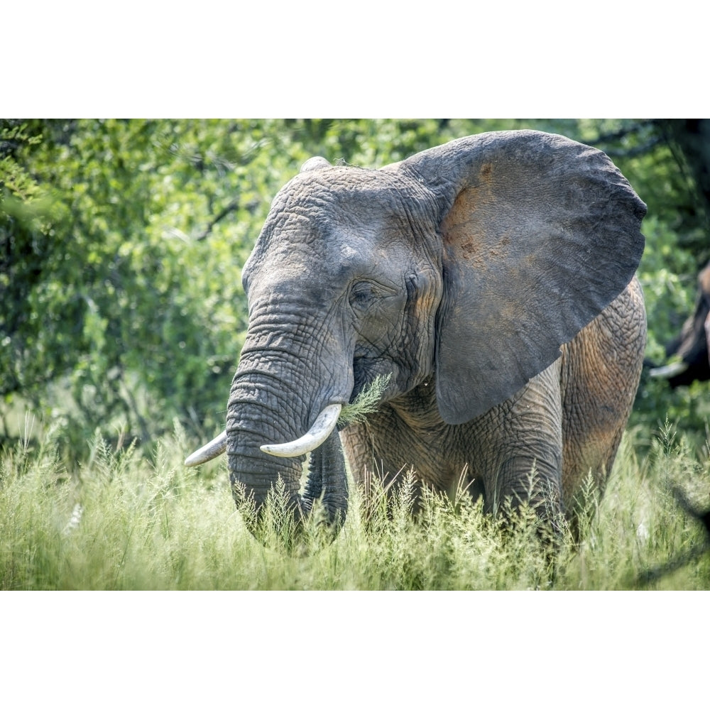 Elephant feeding at Dinokeng Game Reserve; South Africa Poster Print Image 1