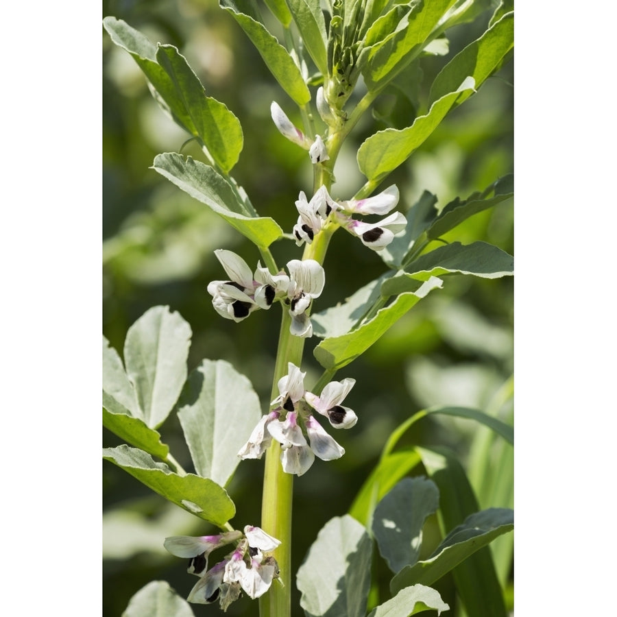 Close up of fava bean blossoms; Rostrenen Brittany France Poster Print Image 1