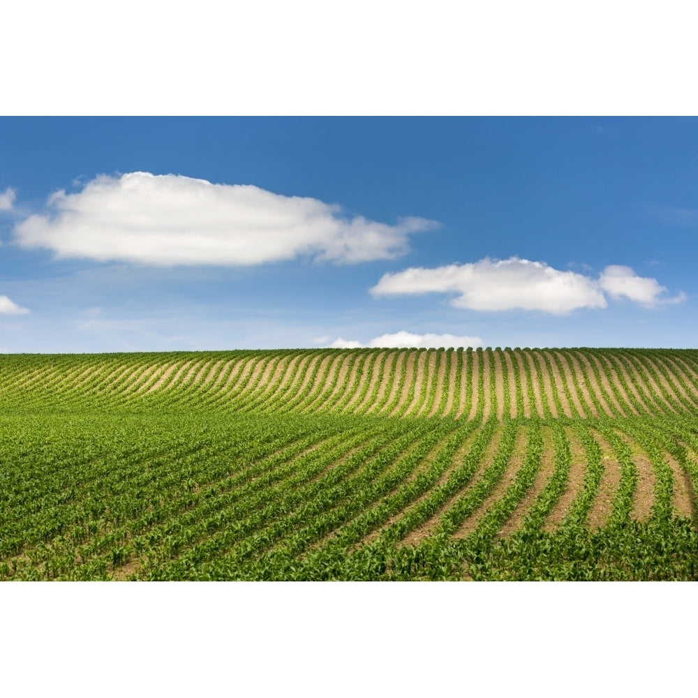 Rows of a corn field on a hilly slope with blue sky and clouds; Glomel Brittany France Poster Print Image 2