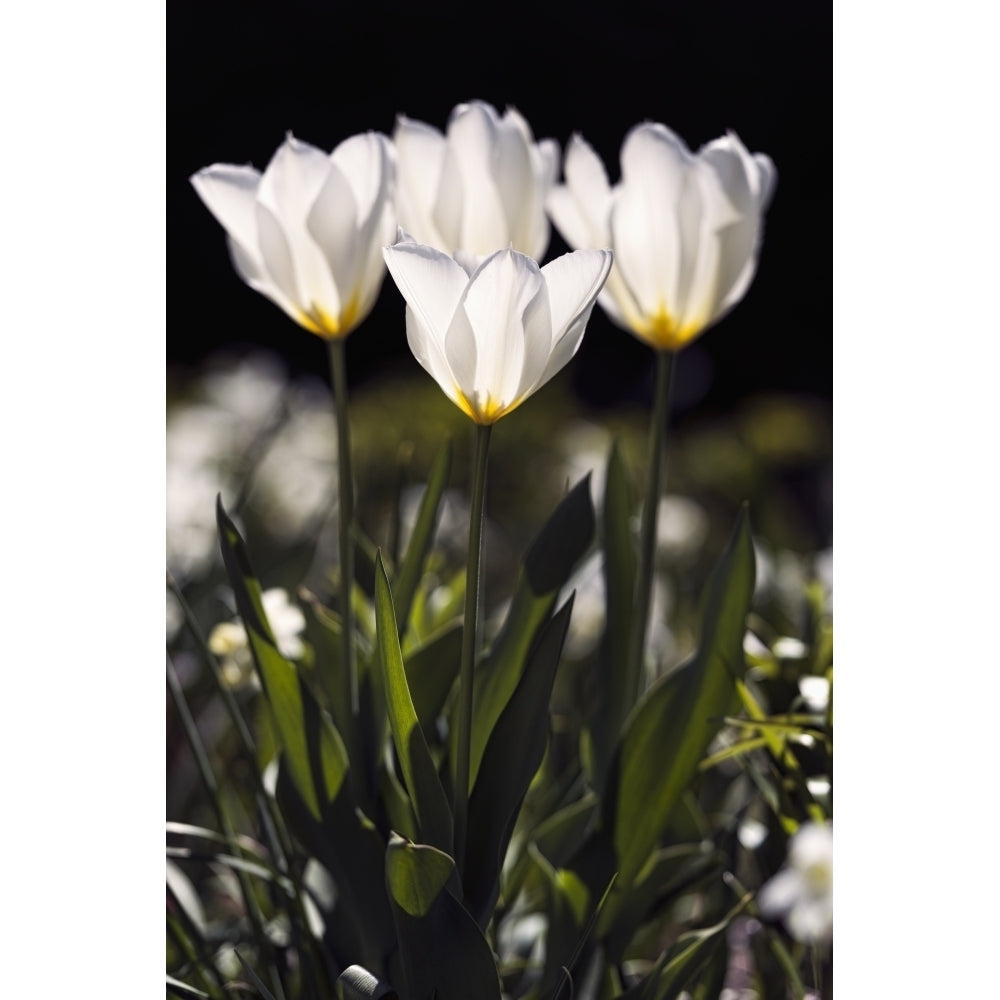 Backlit tulips York Botanical Garden; York City York United States of America Print Image 1