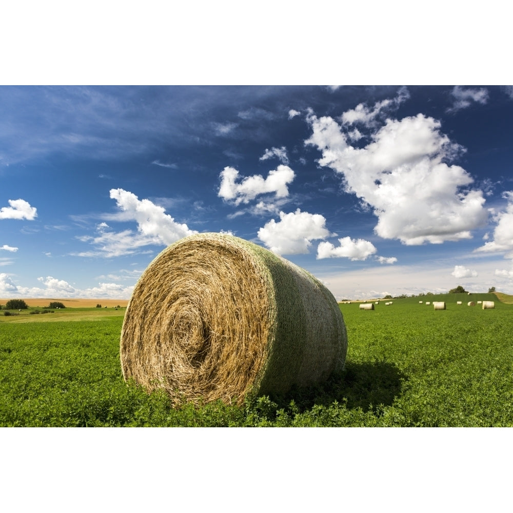 Close up of large round hay bale in an alfalfa field with clouds and blue sky; Acme Alberta Canada Print Image 2