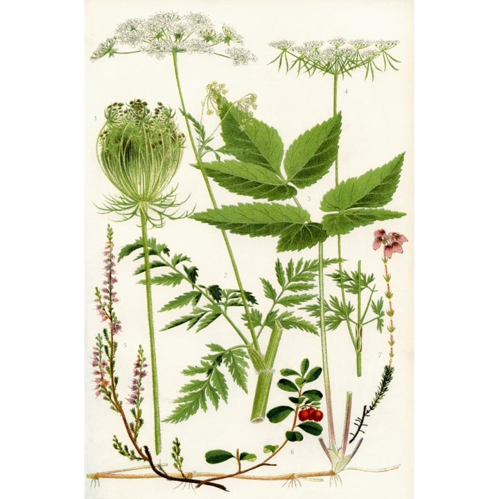 Wildflowers. 1. Wild Carrot 2. Wild Chervil 2. Gout weed 4. Fools Parsley 5. Ling 6. Cowberry 7. Cross leaved Heath Pos Image 1