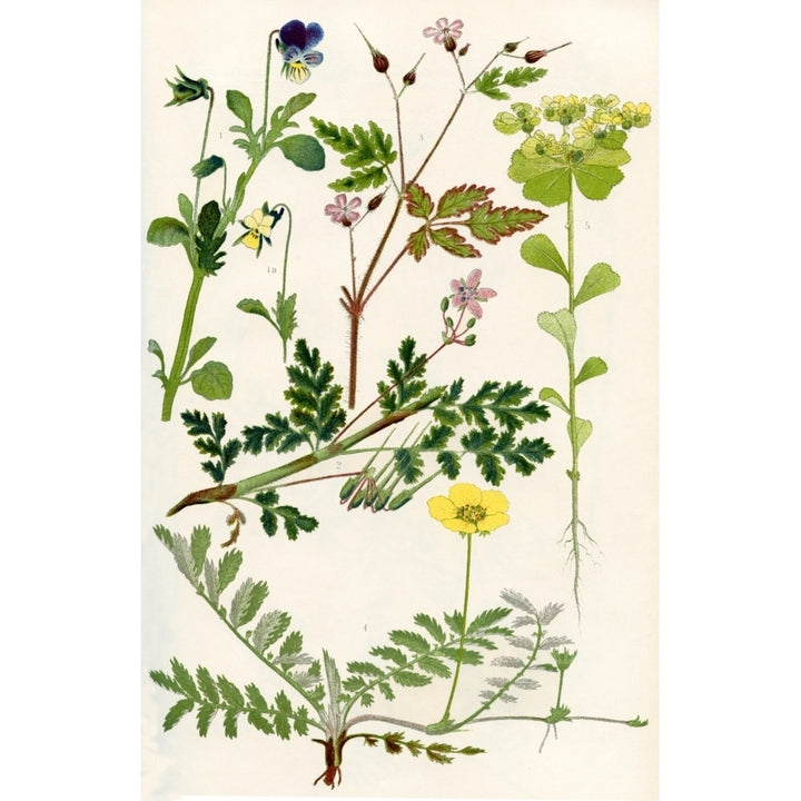 Wildflowers. 1. Pansy or Hearts -ease 2. Storks Bill 3. Herb Robert 4. Silverweed 5. Sun Spurge Poster Print by Hilary Image 1