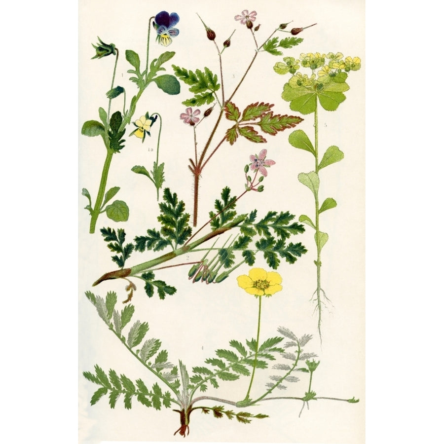 Wildflowers. 1. Pansy or Hearts -ease 2. Storks Bill 3. Herb Robert 4. Silverweed 5. Sun Spurge Poster Print by Hilary Image 1