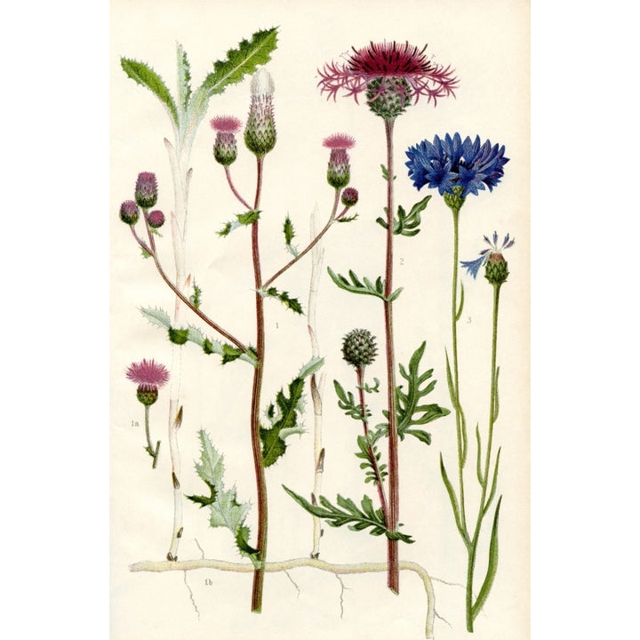 Wildflowers. 1. Creeping Thistle 1a. Creeping Root and underground stems of the Creeping Thistle 3. Greater Knapweed 3. Image 2