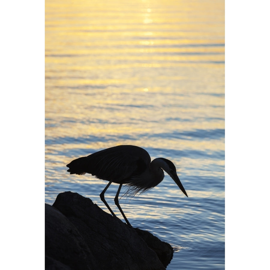 Blue heron by Balsam Lake at sunrise; Ontario Canada Poster Print Image 1