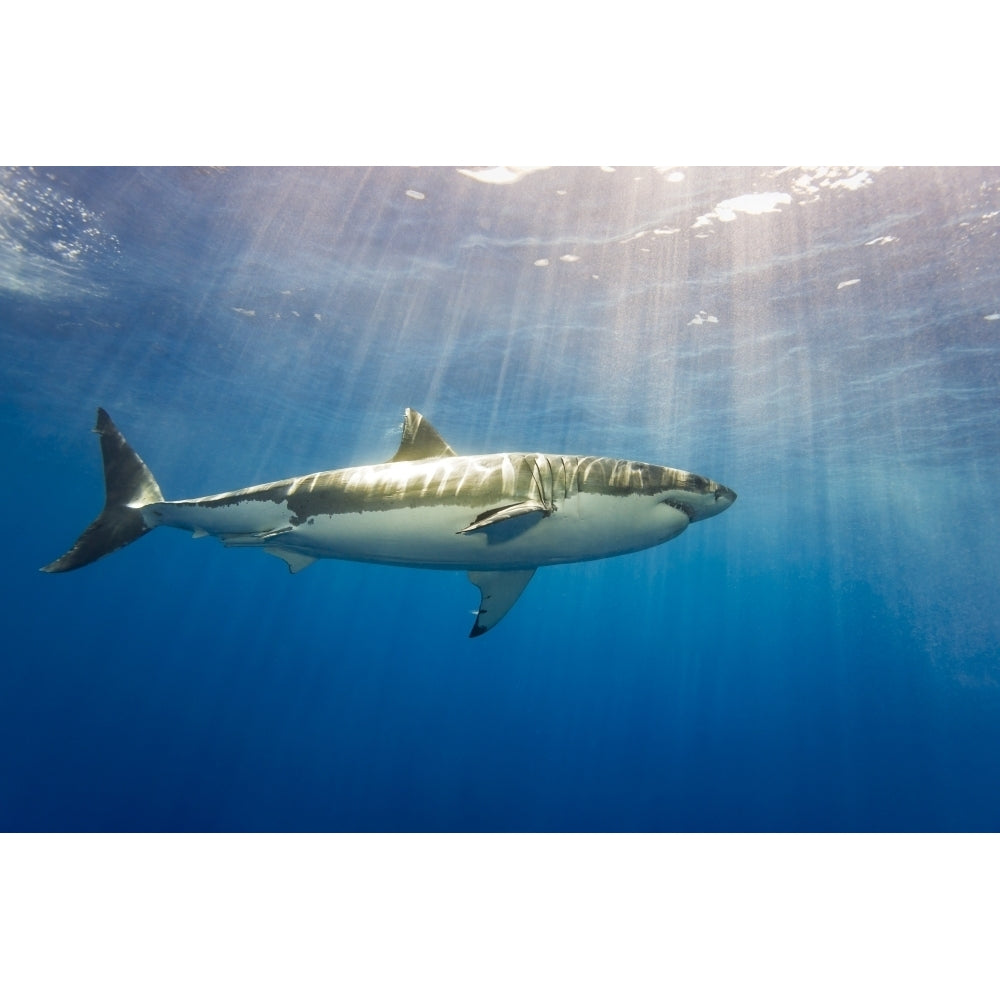 Great white shark ; Guadalupe Island Mexico Poster Print Image 2