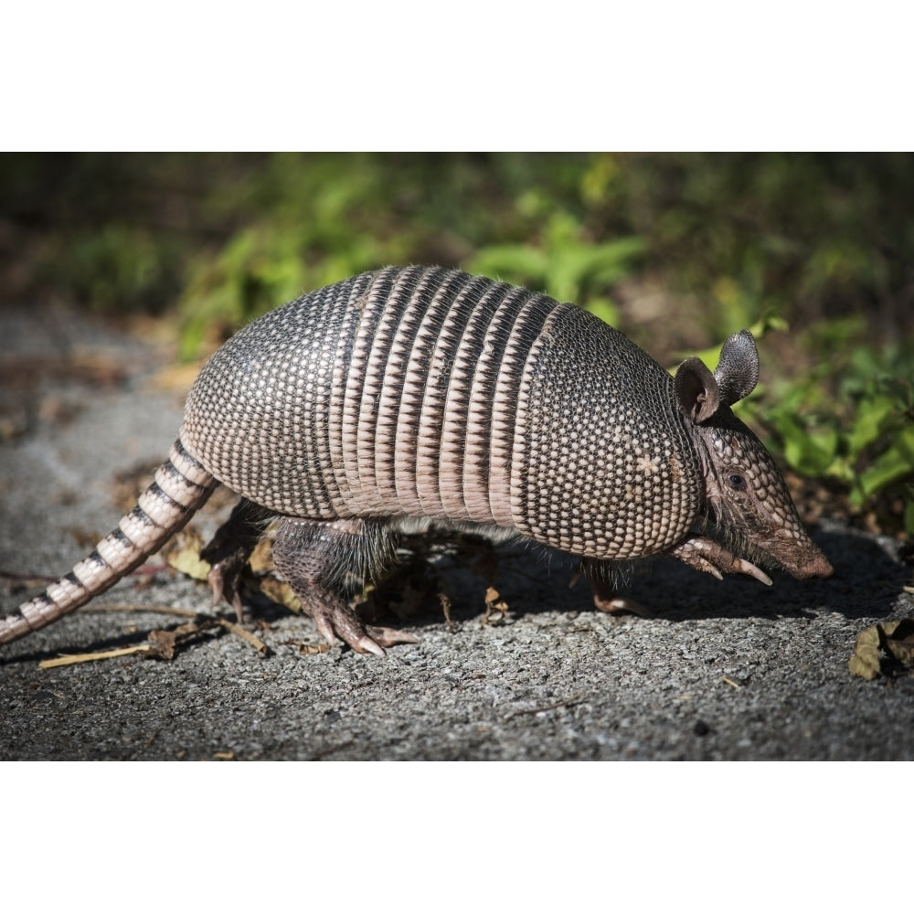 Armadillo crosses the trail; Vian Oklahoma United States of America Poster Print by Robert L. Potts / Design Pics Image 1