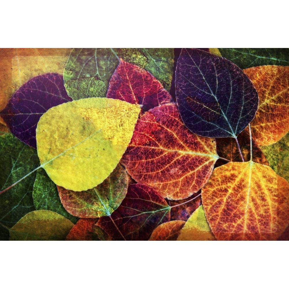 Wall art of close up of fallen aspen tree leaves in Sierra Nevada region Bishop Image 2