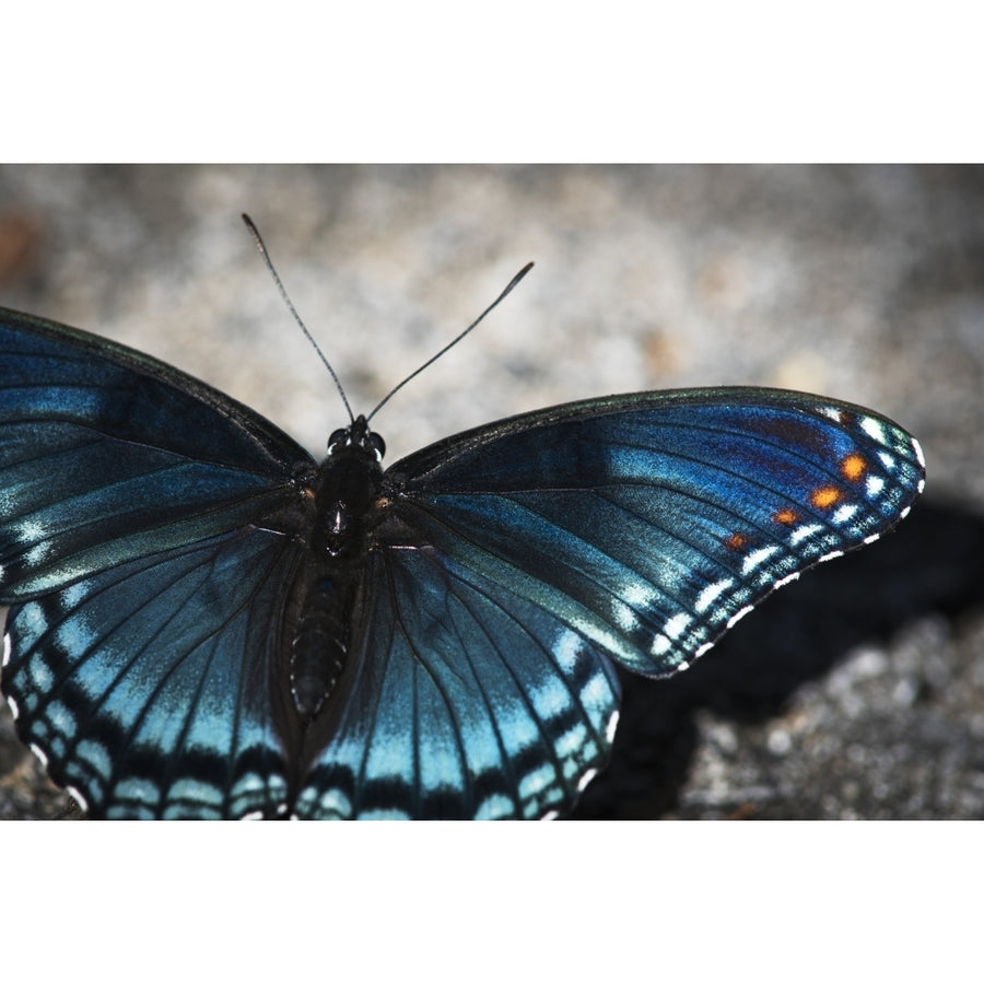 Red-spotted Butterfly soaks up the sunlight; Vian Oklahoma United States of America Image 1