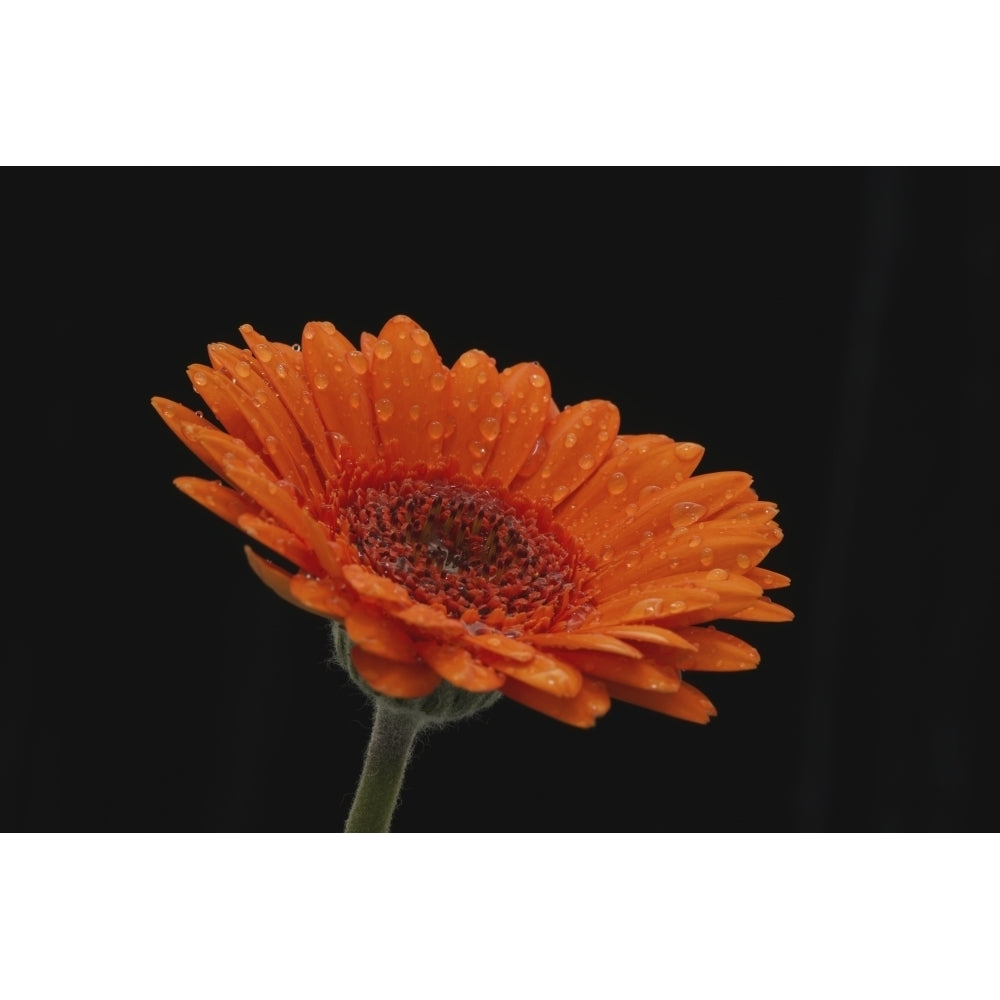 Close up of the head and stem of an orange gerbera sprinkled with raindrops against a black background; London England 3 Image 1