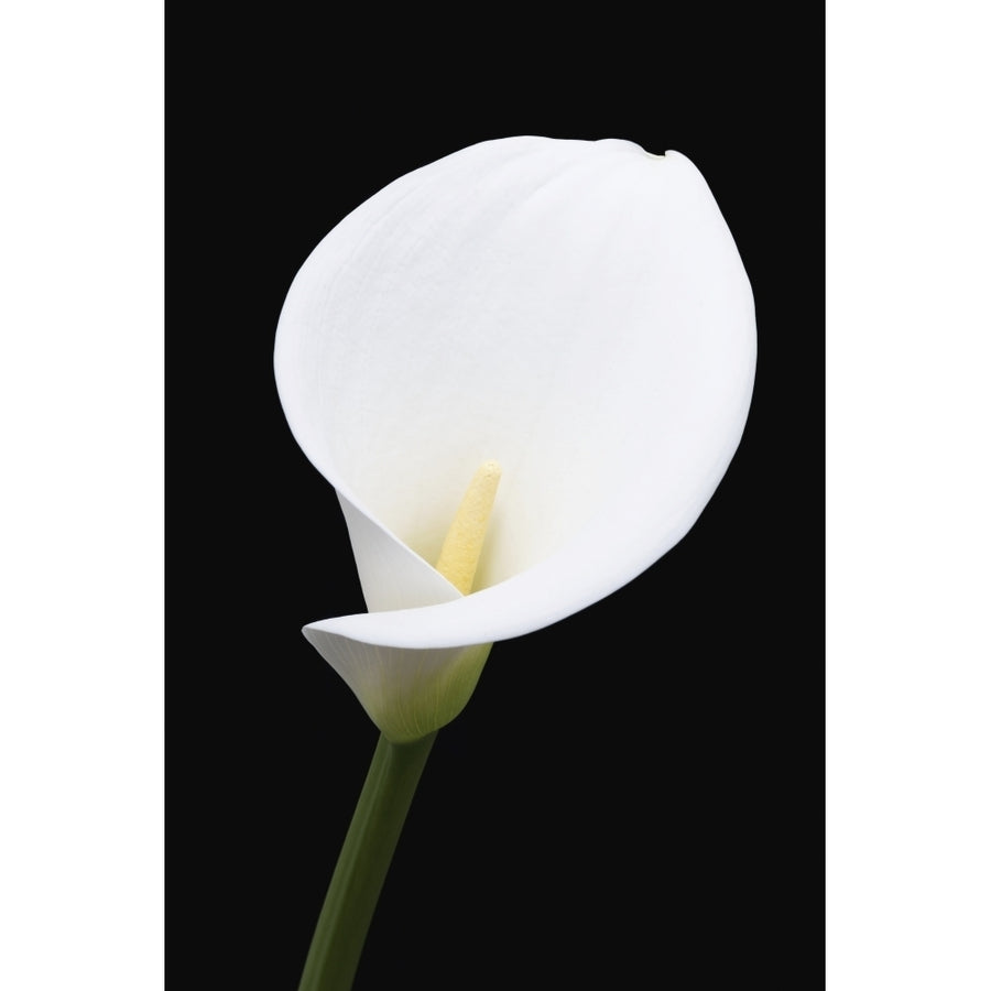 Close up of white arum or calla lily shot from the front against a black background; London England Image 1