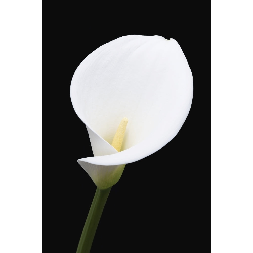 Close up of white arum or calla lily shot from the front against a black background; London England Image 2