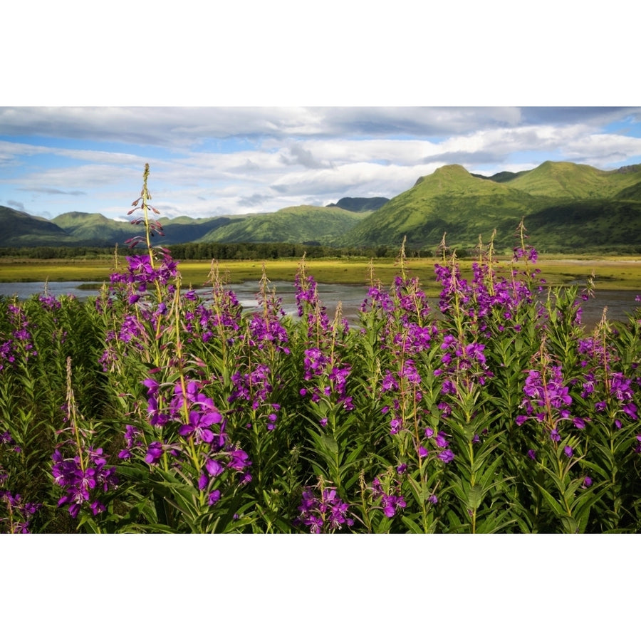 Scenic view of Kodiak Island with Fireweed in the foreground Southwest Alaska summer Poster Print Image 1