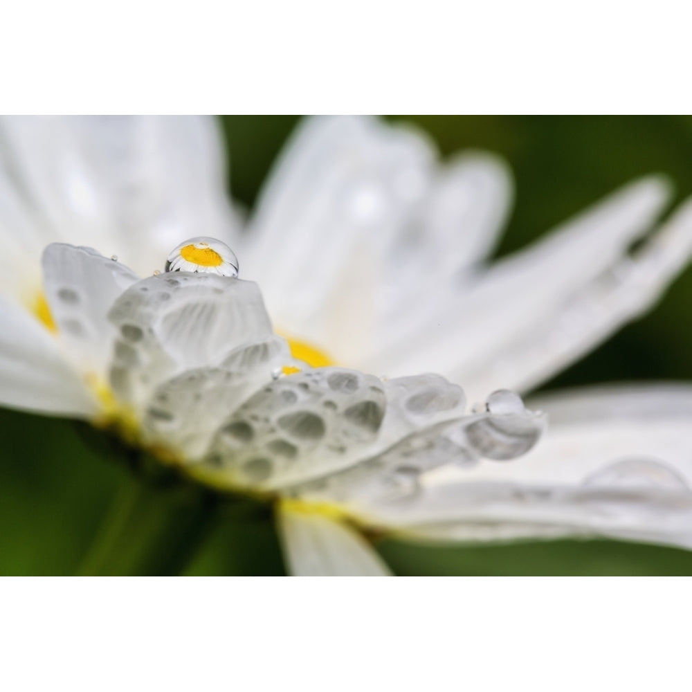 Close up of a daisy with a water droplet reflecting the flower Poster Print Image 2